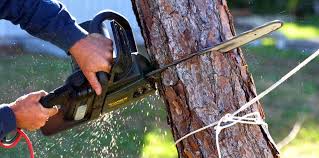 Best Tree Disease Treatment  in King, NC