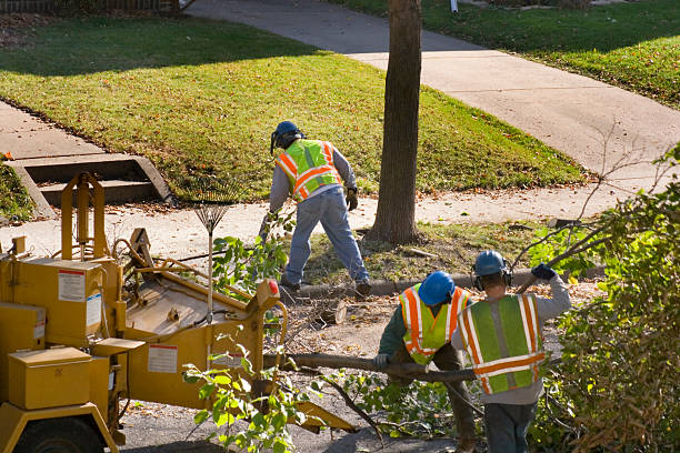 Best Palm Tree Trimming  in King, NC